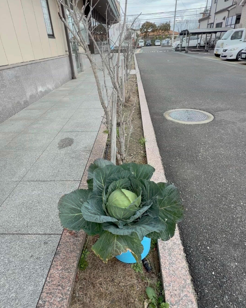 JA大阪泉州貝塚北支店バケツキャベツ