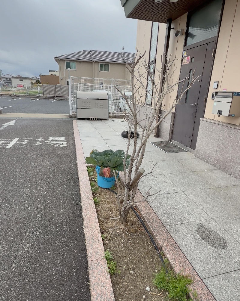 JA大阪泉州貝塚北支店バケツキャベツ