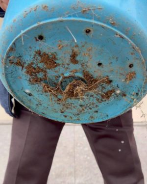 バケツキャベツ